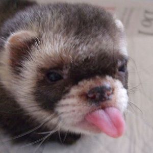 Meet your Posher, Shaden